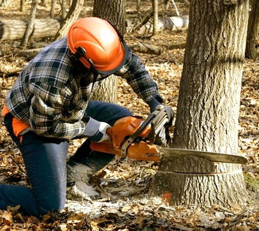 Tree Removal in England, AR